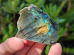 Polished Labradorite Slices x 35 From Madagascar - Toprock Gemstones and Minerals 