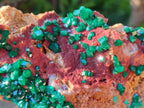 Natural Large Dioptase on Dolomite Specimen x 1 From Likasi, Congo - Toprock Gemstones and Minerals 