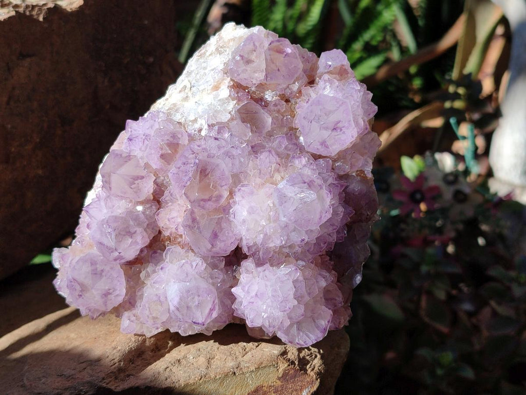 Natural Sunburst Amethyst Spirit Clusters x 2 From Boekenhouthoek, South Africa - Toprock Gemstones and Minerals 