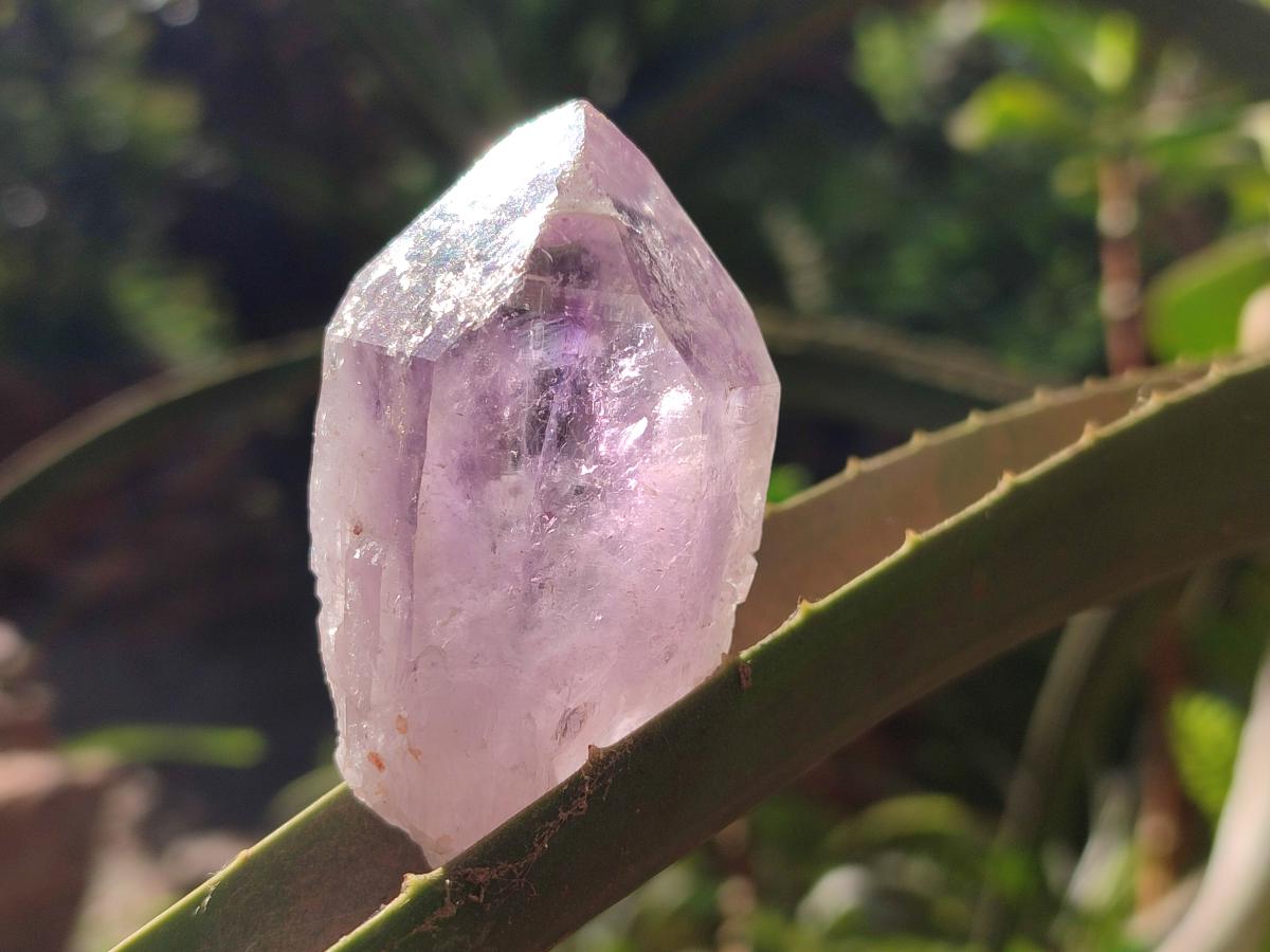 Natural Jacaranda Amethyst Single Crystals x 24 From Mumbwa, Zambia - Toprock Gemstones and Minerals 