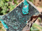 Natural Libethenite Crystals on Dolomite Matrix Specimens x 5 From Shituru, Congo - Toprock Gemstones and Minerals 