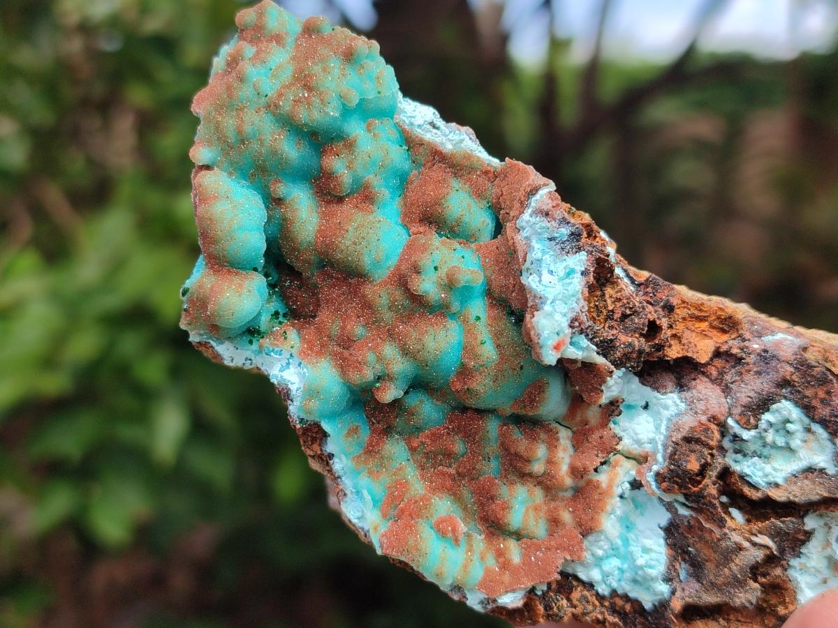 Natural Drusy Coated Chrysocolla with Malachite Specimens x 2 From Lupoto Mine, Congo - Toprock Gemstones and Minerals 