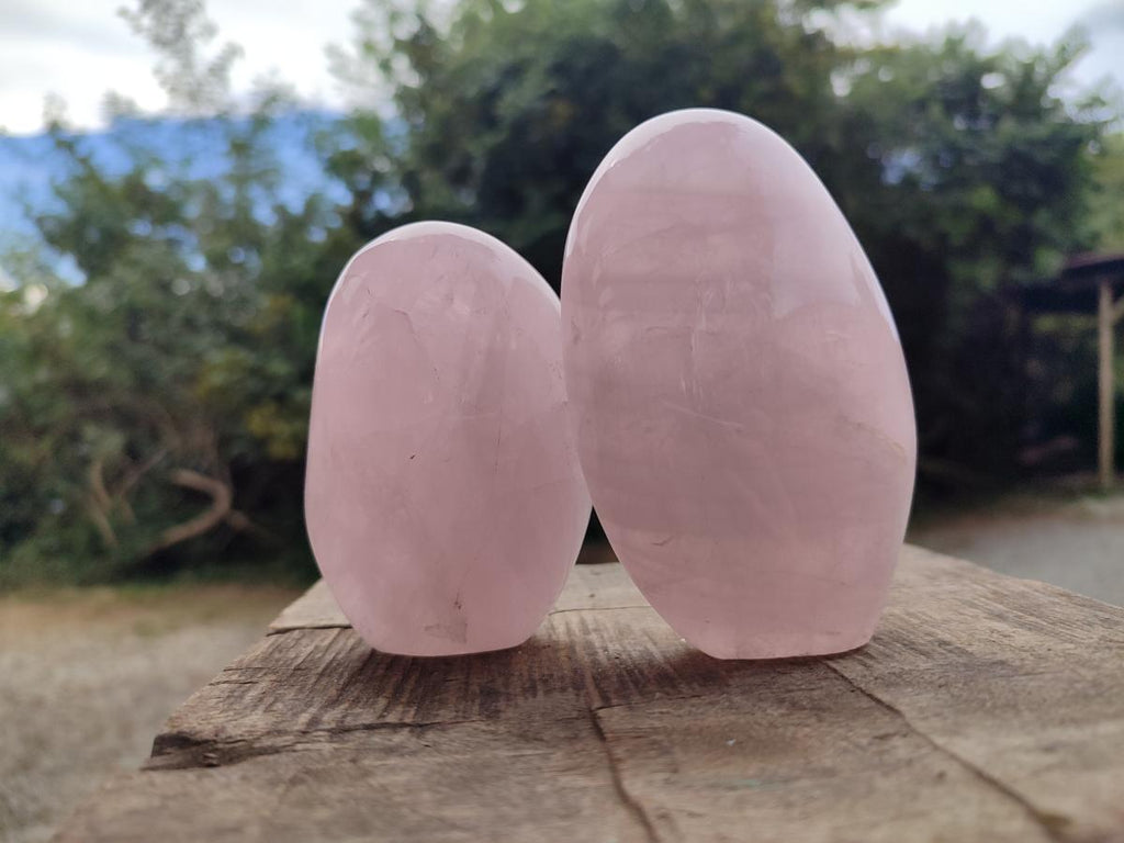 Polished Gemmy Rose Quartz Standing Free Forms x 6 From Madagascar - Toprock Gemstones and Minerals 
