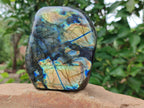 Polished Labradorite Standing Free Forms x 2 From Madagascar - Toprock Gemstones and Minerals 