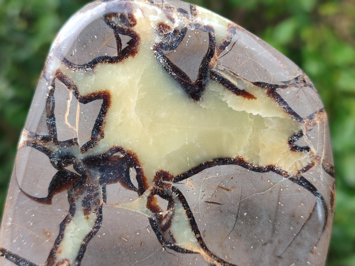 Polished Septerye Slices x 6 From Mahajanga, Madagascar - Toprock Gemstones and Minerals 