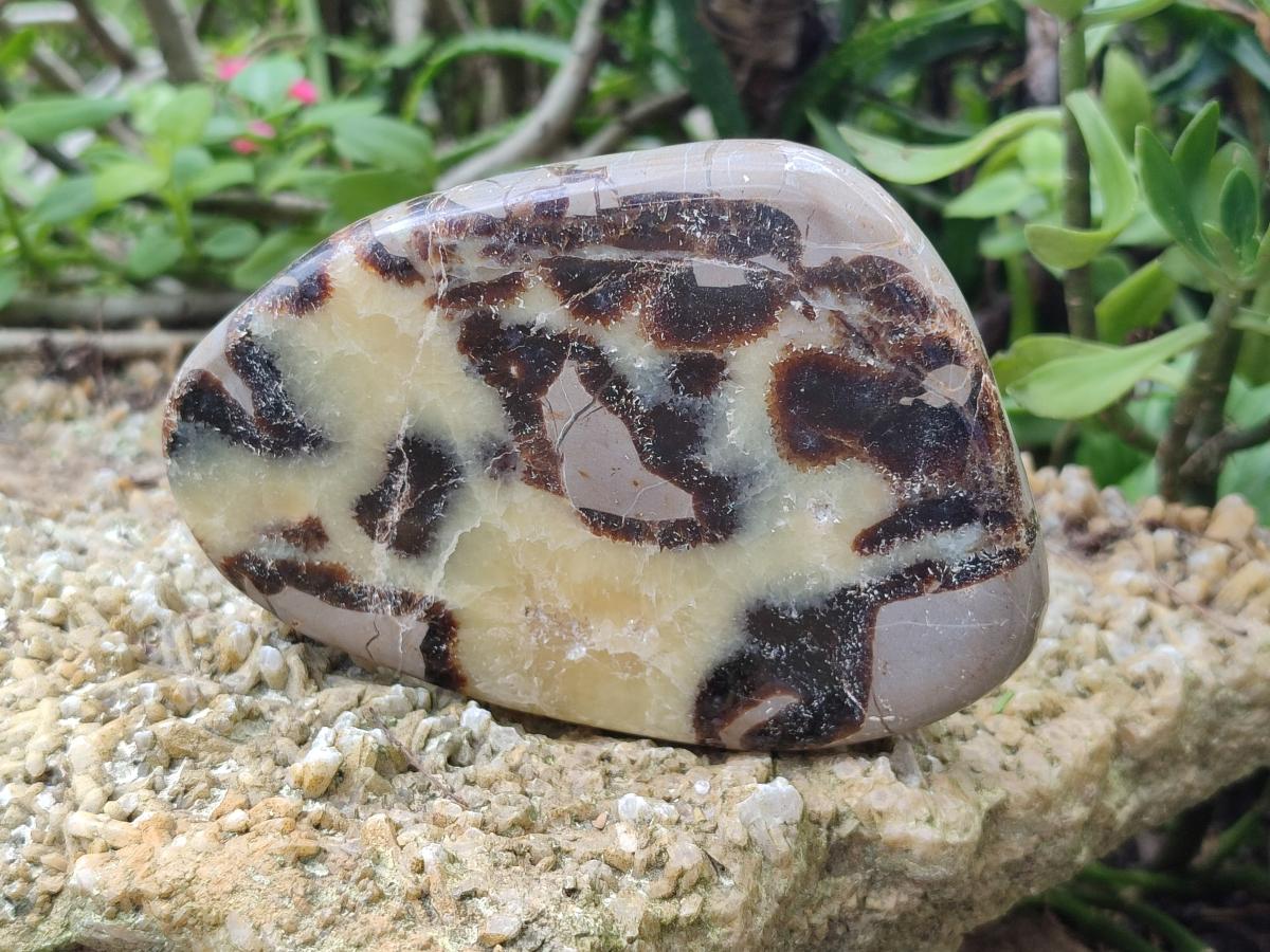 Polished Septerye Slices x 6 From Mahajanga, Madagascar - Toprock Gemstones and Minerals 