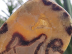 Polished Septerye Slices x 6 From Mahajanga, Madagascar - Toprock Gemstones and Minerals 