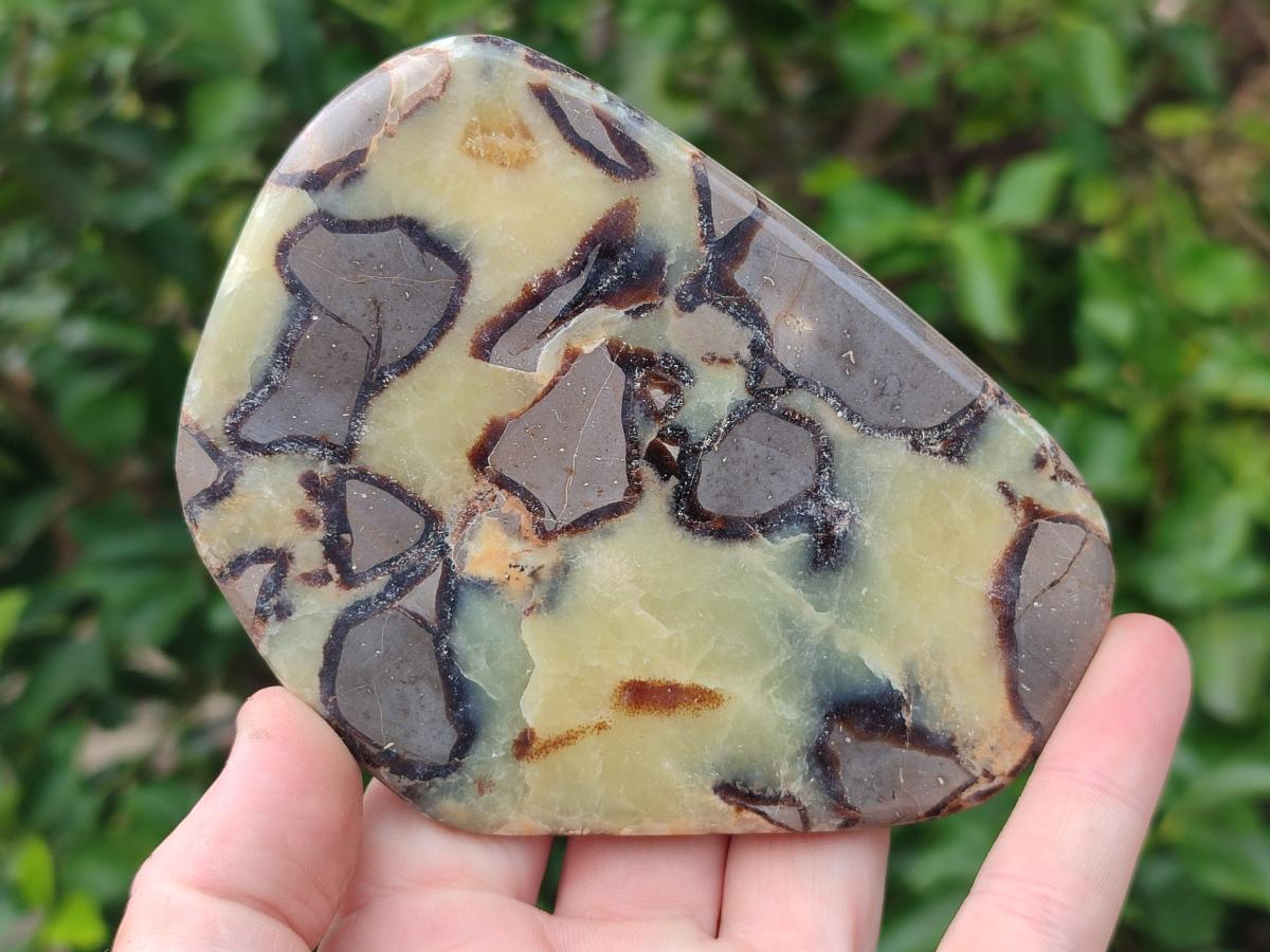 Polished Septerye Slices x 6 From Mahajanga, Madagascar - Toprock Gemstones and Minerals 