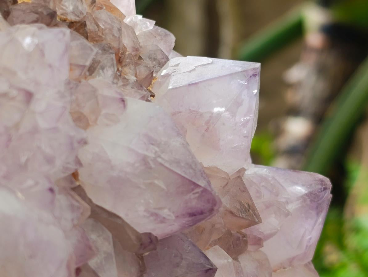 Natural XL Sunburst Amethyst Spirit Cluster Plate x 1 From Boekenhouthoek, South Africa - Toprock Gemstones and Minerals 