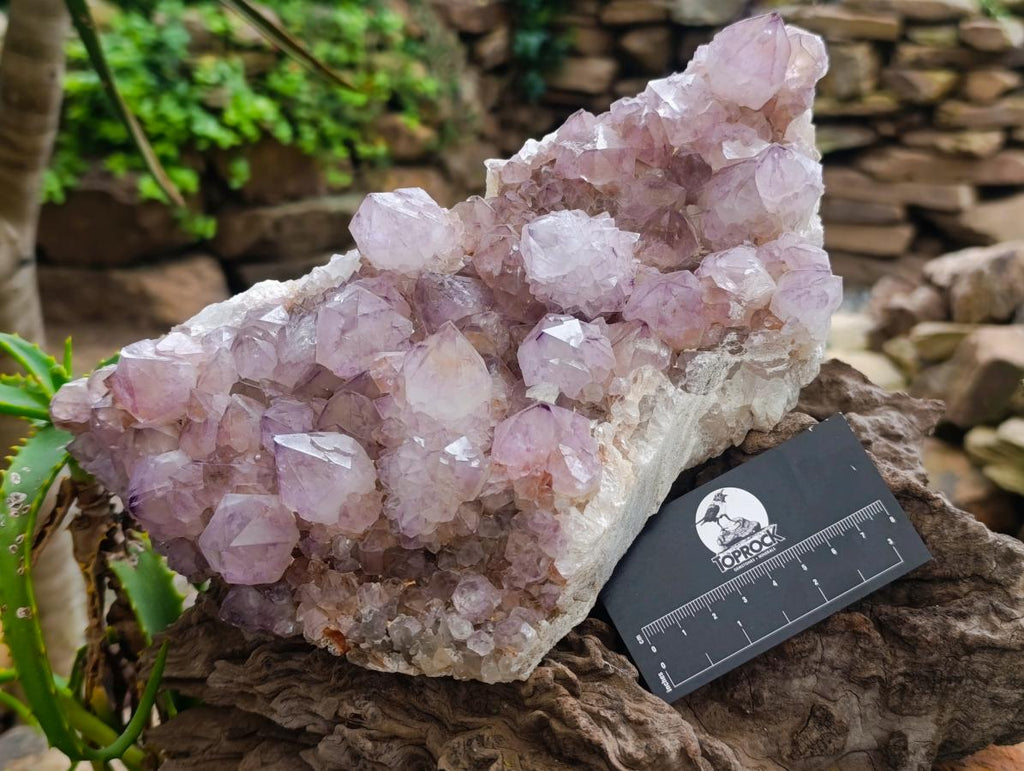 Natural XL Sunburst Amethyst Spirit Cluster Plate x 1 From Boekenhouthoek, South Africa - Toprock Gemstones and Minerals 