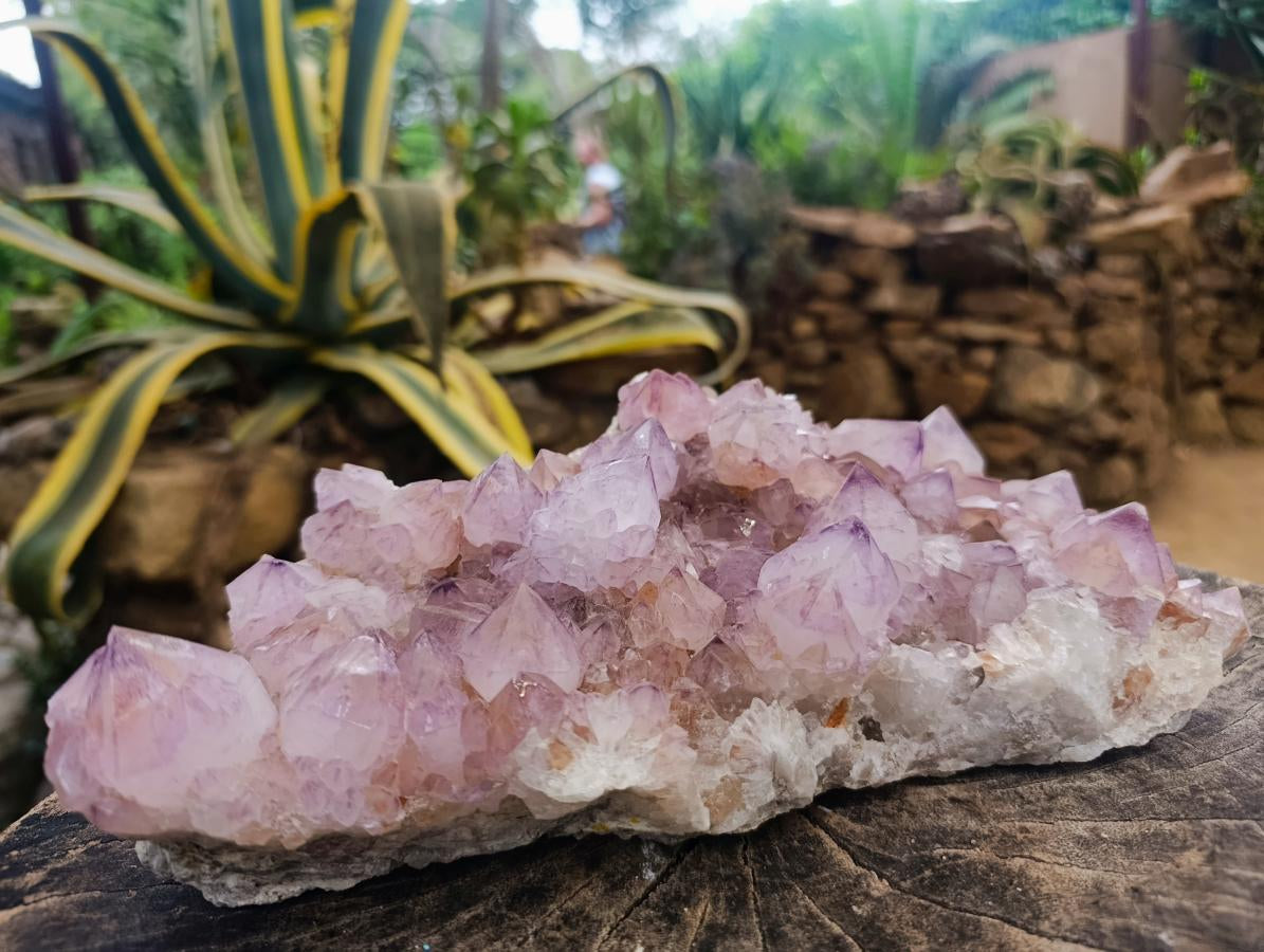 Natural XL Sunburst Amethyst Spirit Cluster Plate x 1 From Boekenhouthoek, South Africa - Toprock Gemstones and Minerals 
