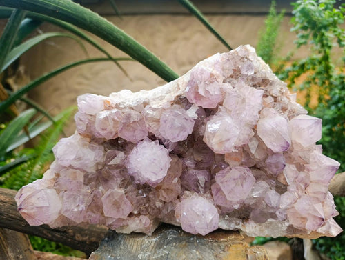 Natural XL Sunburst Amethyst Spirit Cluster Plate x 1 From Boekenhouthoek, South Africa - Toprock Gemstones and Minerals 