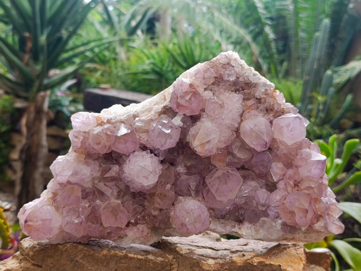 Natural XL Sunburst Amethyst Spirit Cluster Plate x 1 From Boekenhouthoek, South Africa - Toprock Gemstones and Minerals 