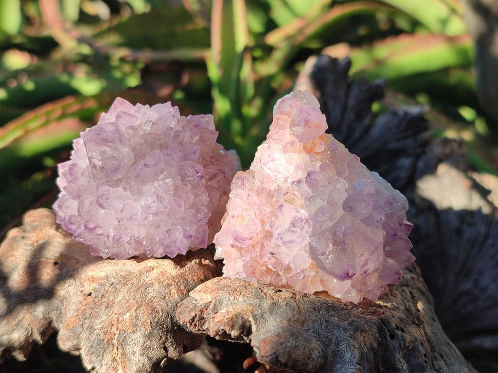 Natural Sunburst Amethyst Single Spirit Quartz Crystals x 12 From Boekenhouthoek, South Africa - Toprock Gemstones and Minerals 