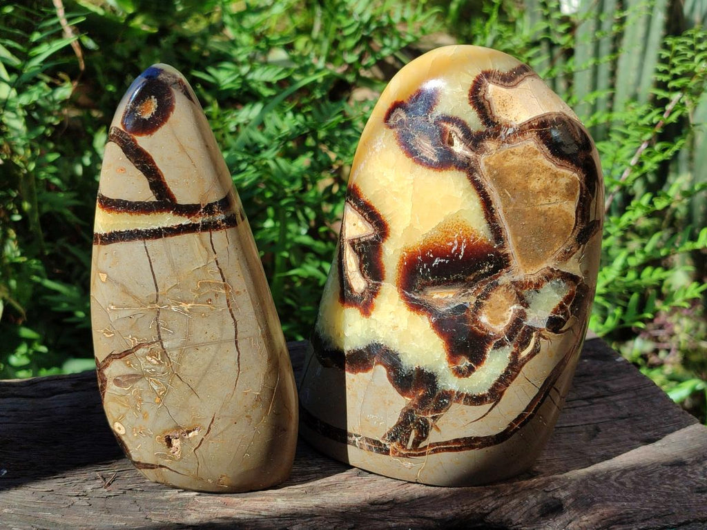 Polished Septerye Standing Free Forms x 2 From Mahajanga, Madagascar - Toprock Gemstones and Minerals 