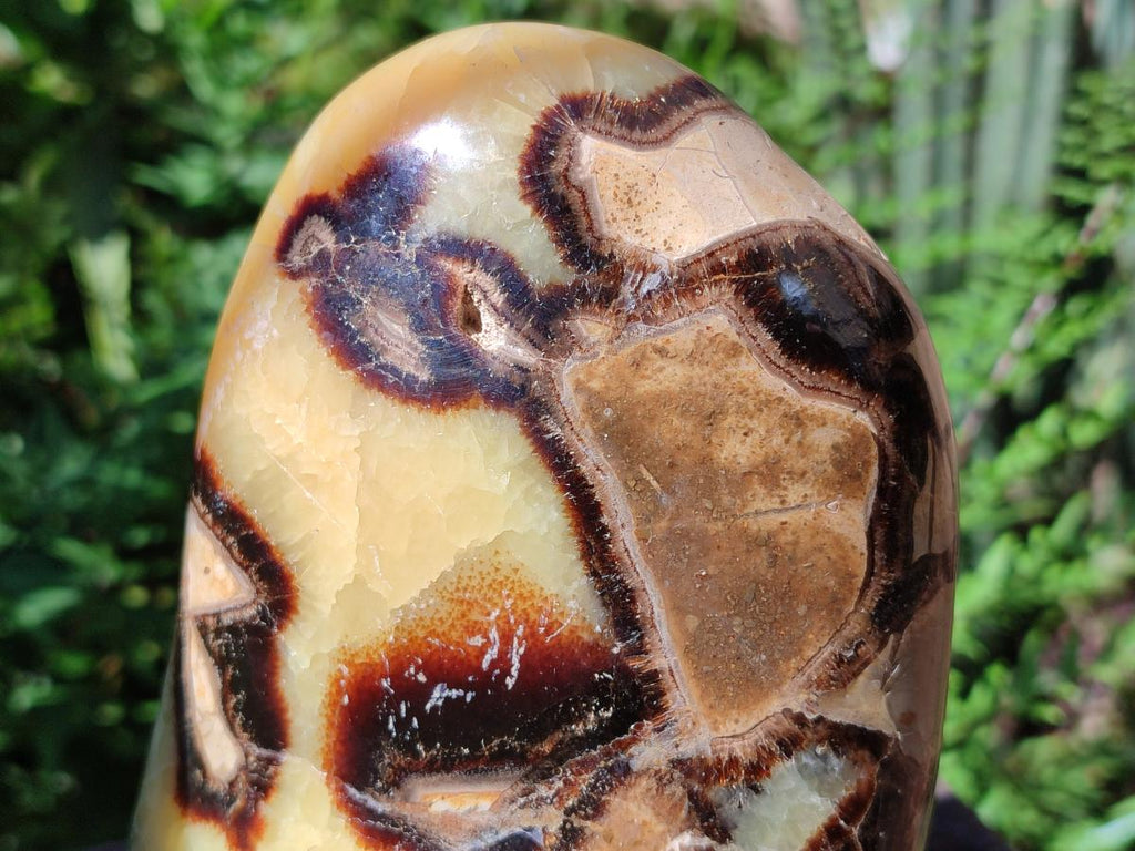 Polished Septerye Standing Free Forms x 2 From Mahajanga, Madagascar - Toprock Gemstones and Minerals 