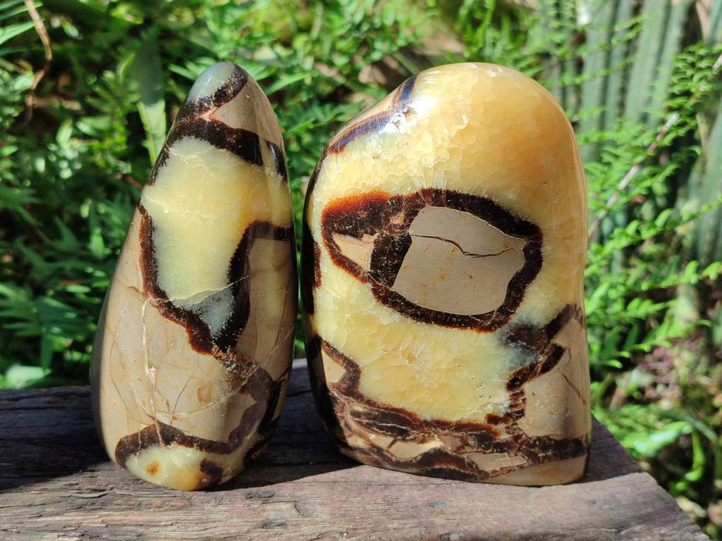 Polished Septerye Standing Free Forms x 2 From Mahajanga, Madagascar - Toprock Gemstones and Minerals 