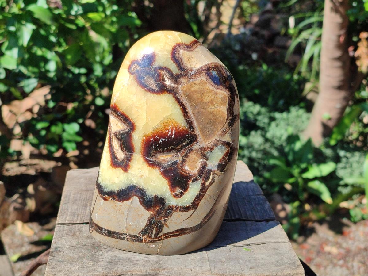 Polished Septerye Standing Free Forms x 2 From Mahajanga, Madagascar - Toprock Gemstones and Minerals 