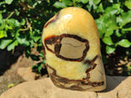Polished Septerye Standing Free Forms x 2 From Mahajanga, Madagascar - Toprock Gemstones and Minerals 