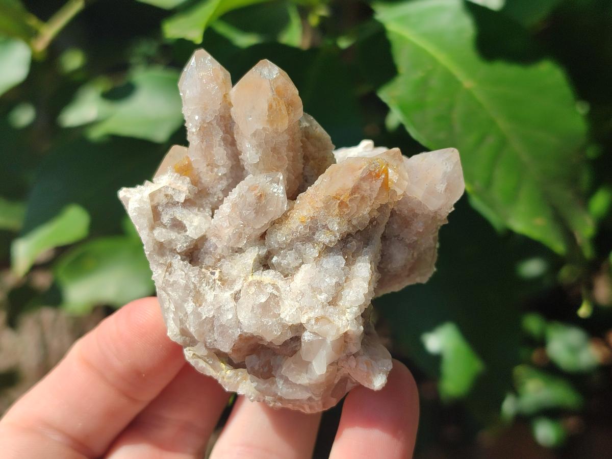 Natural Fairy Spirit Quartz Clusters x 12 From Boekenhouthoek, South Africa - Toprock Gemstones and Minerals 