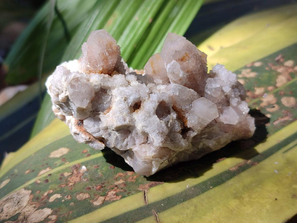 Natural Fairy Spirit Quartz Clusters x 12 From Boekenhouthoek, South Africa - Toprock Gemstones and Minerals 