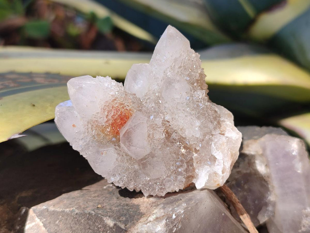 Natural Fairy Spirit Quartz Clusters x 12 From Boekenhouthoek, South Africa - Toprock Gemstones and Minerals 