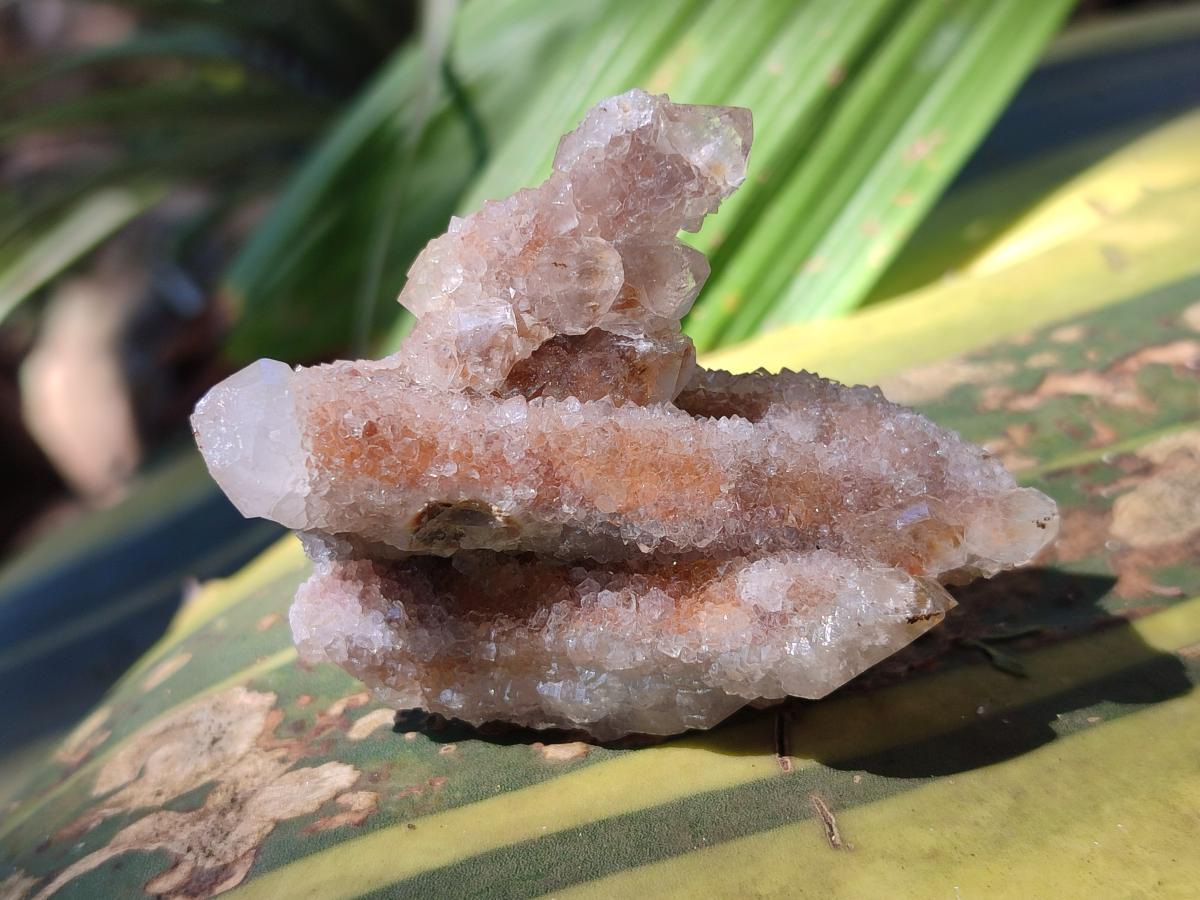 Natural Fairy Spirit Quartz Clusters x 12 From Boekenhouthoek, South Africa - Toprock Gemstones and Minerals 