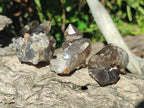 Natural Smokey Quartz Crystals x 35 From Zomba Plateau, Malawi - Toprock Gemstones and Minerals 