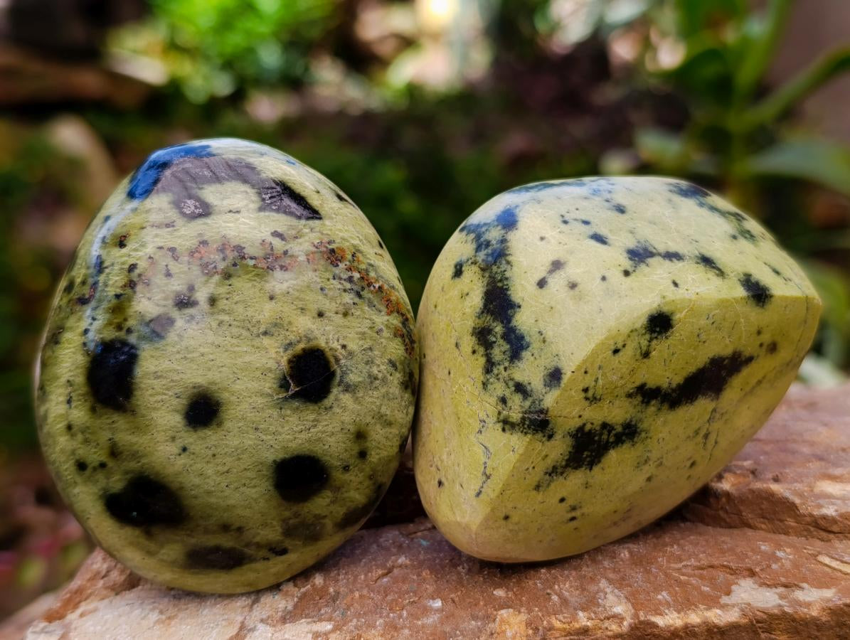 Polished Leopard Stone Free Forms x 10 From Zimbabwe - Toprock Gemstones and Minerals 