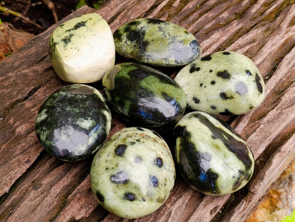 Polished Leopard Stone Free Forms x 10 From Zimbabwe - Toprock Gemstones and Minerals 