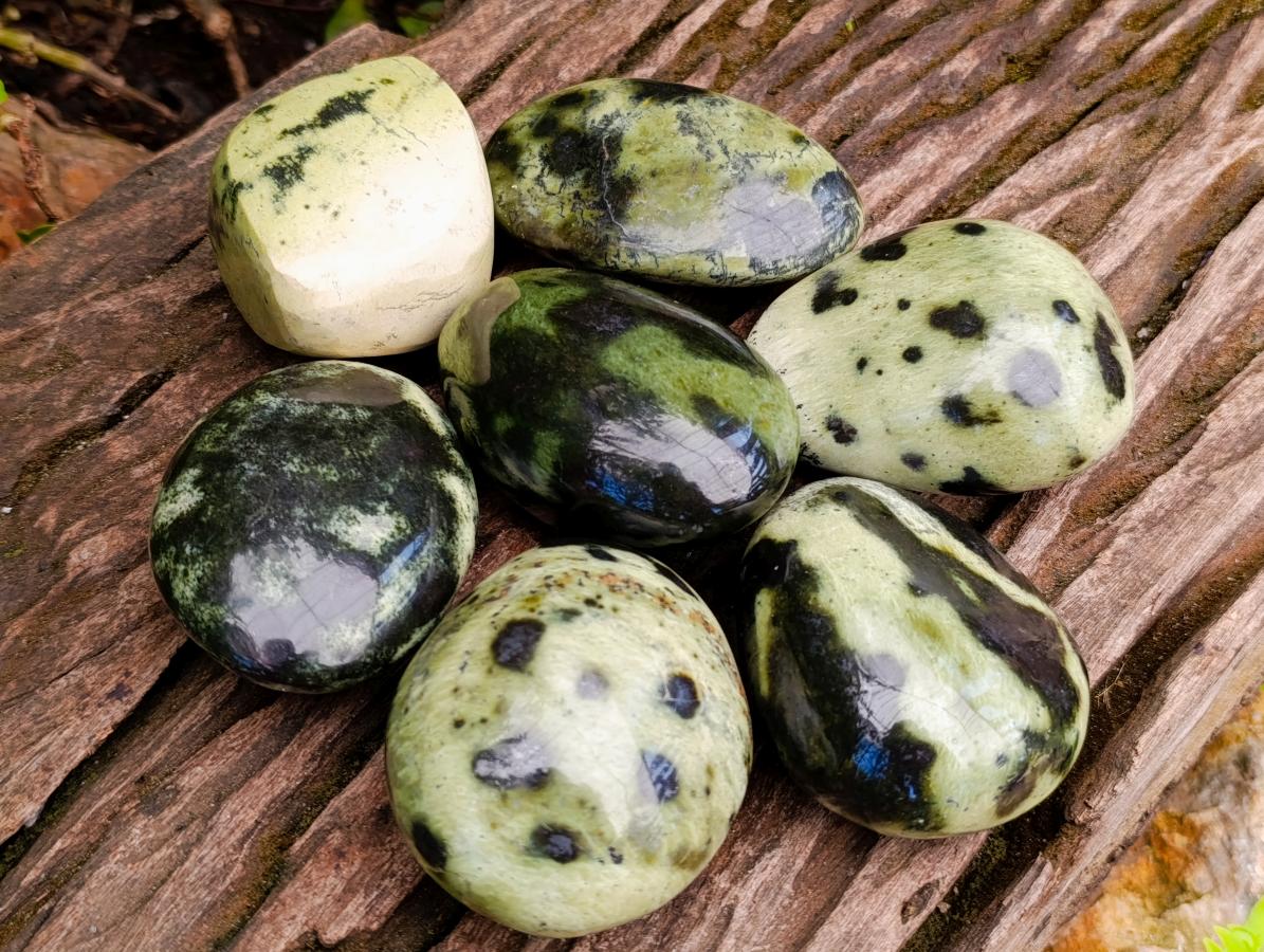 Polished Leopard Stone Free Forms x 10 From Zimbabwe - Toprock Gemstones and Minerals 