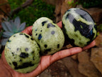 Polished Leopard Stone Free Forms x 10 From Zimbabwe - Toprock Gemstones and Minerals 
