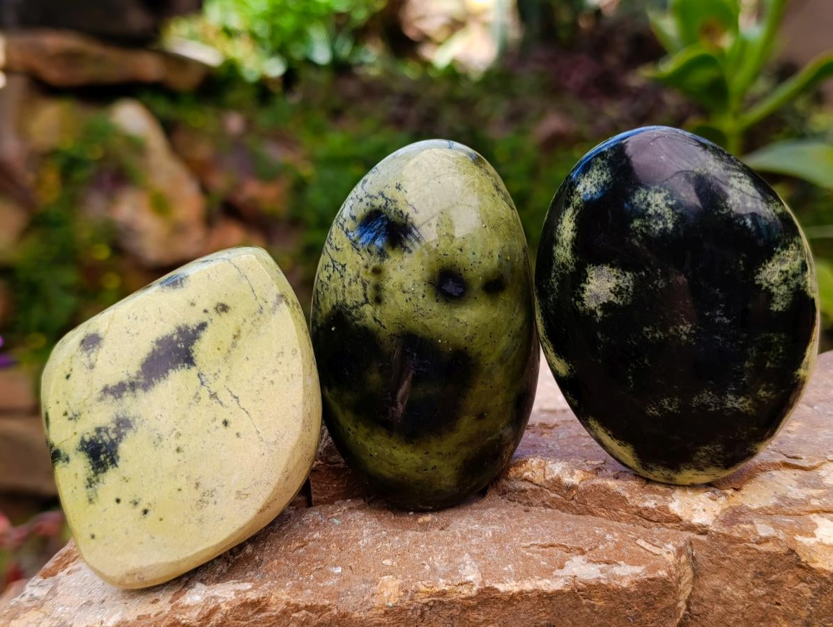 Polished Leopard Stone Free Forms x 10 From Zimbabwe - Toprock Gemstones and Minerals 