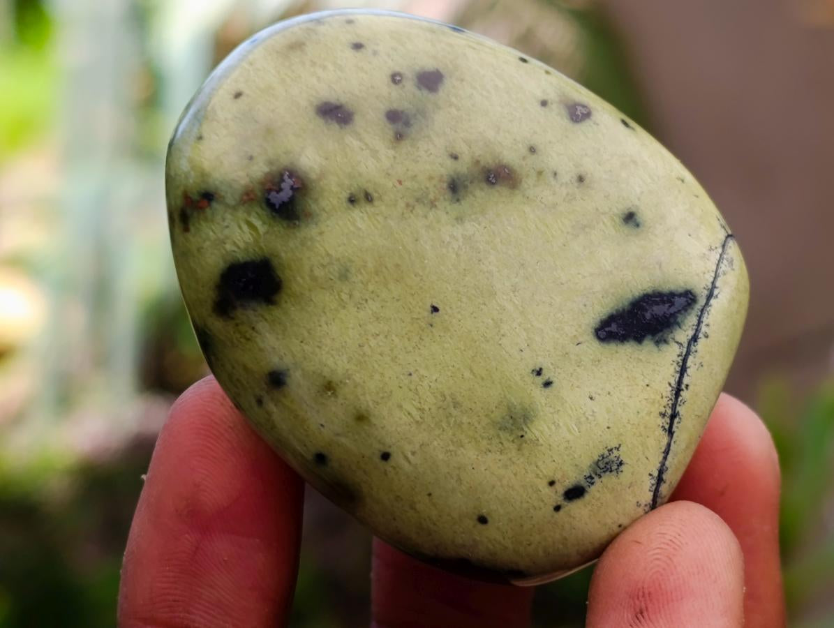 Polished Leopard Stone Free Forms x 10 From Zimbabwe - Toprock Gemstones and Minerals 