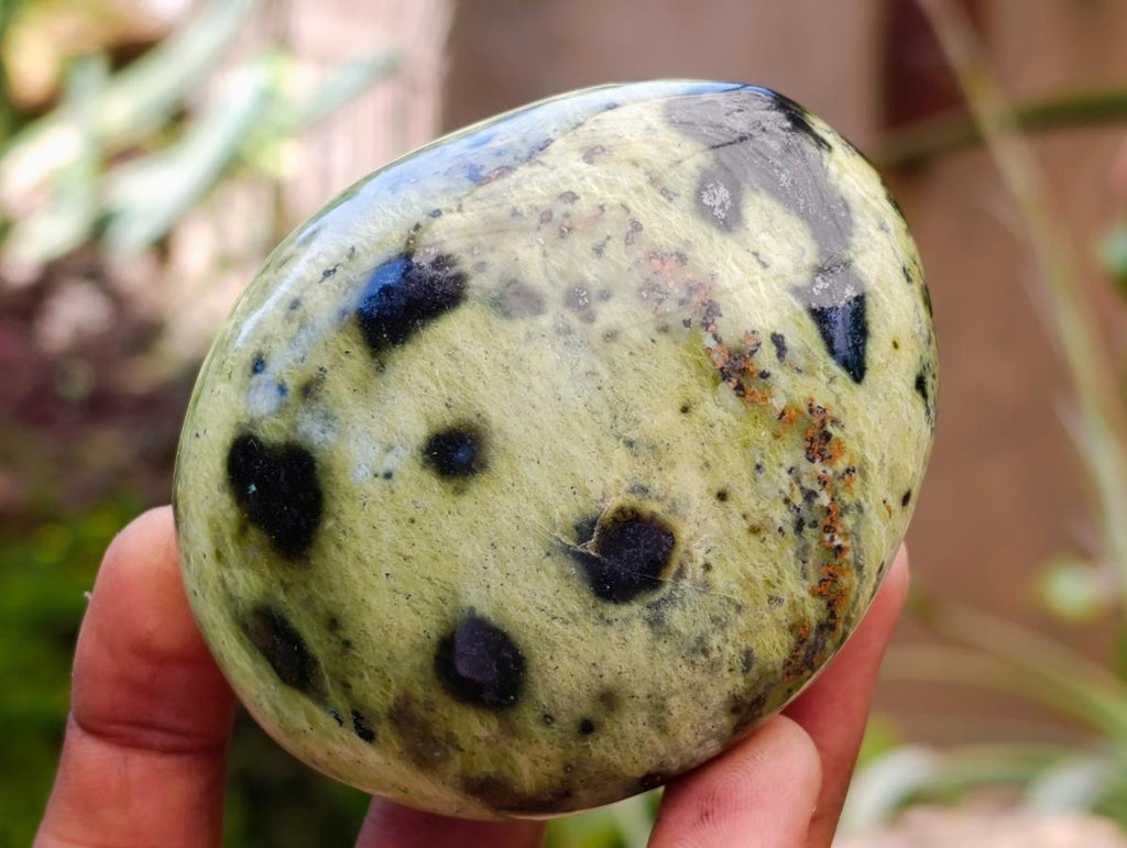 Polished Leopard Stone Free Forms x 10 From Zimbabwe - Toprock Gemstones and Minerals 