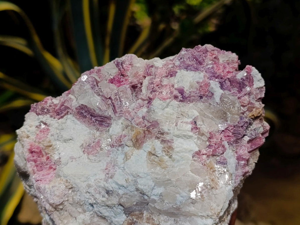 Natural Large Pink Rubellite Tourmaline Specimen x 1 From Karibib, Namibia - Toprock Gemstones and Minerals 