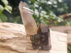 Natural Smokey Quartz Crystals x 35 From Mulanje, Malawi - Toprock Gemstones and Minerals 