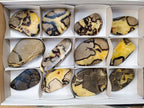 Polished Septerye Slices x 12 From Mahajanga, Madagascar - Toprock Gemstones and Minerals 