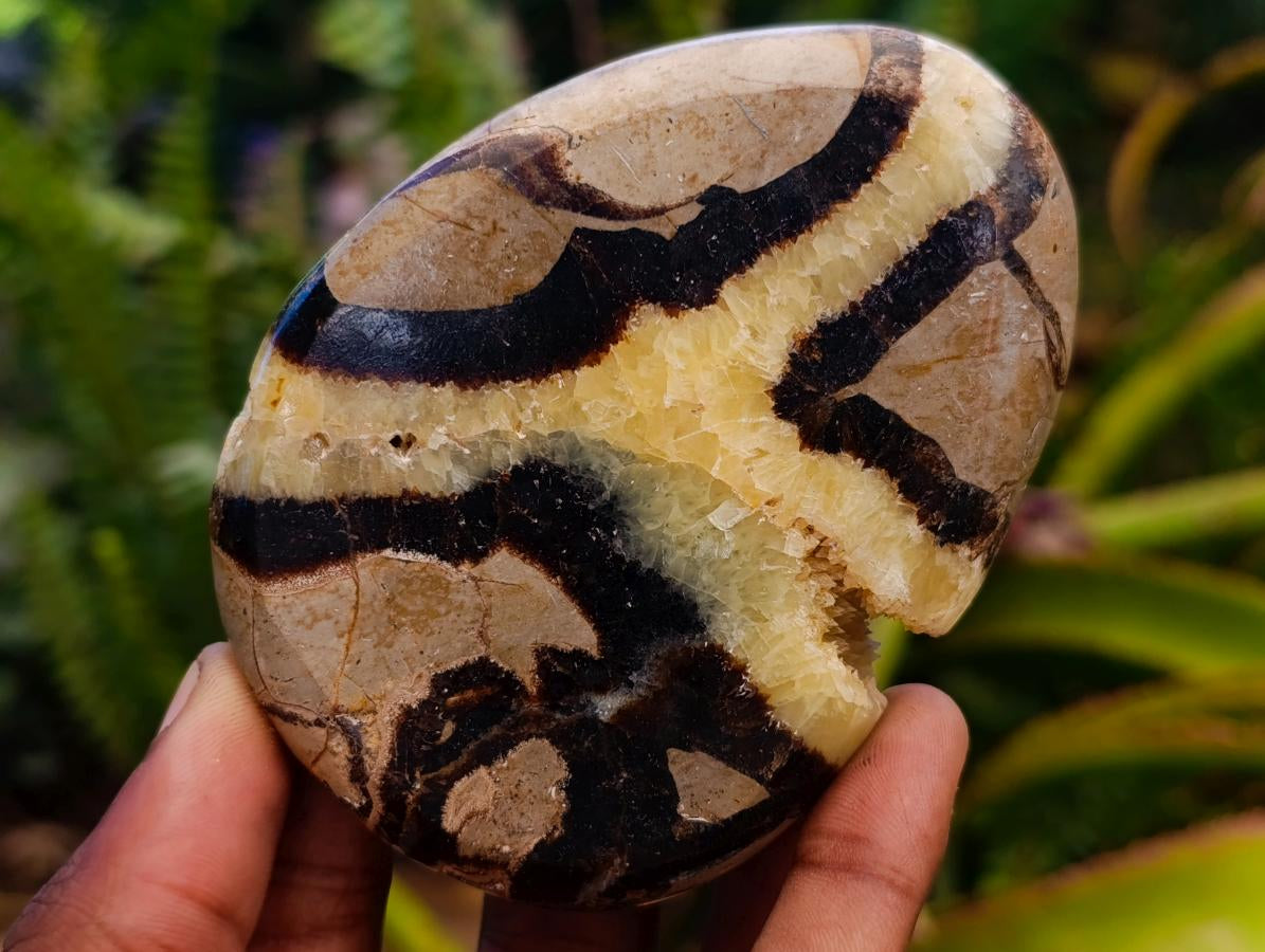 Polished Septerye Slices x 12 From Mahajanga, Madagascar - Toprock Gemstones and Minerals 