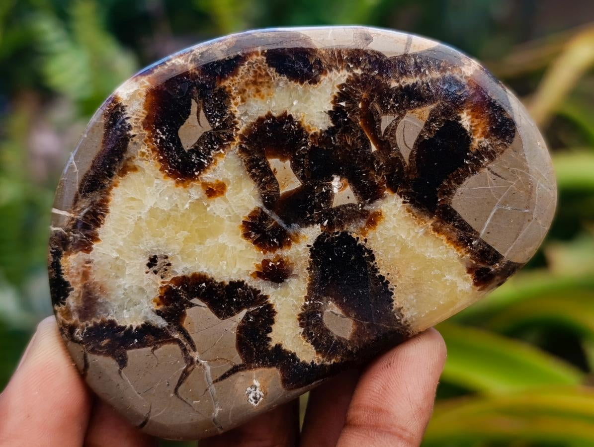 Polished Septerye Slices x 12 From Mahajanga, Madagascar - Toprock Gemstones and Minerals 
