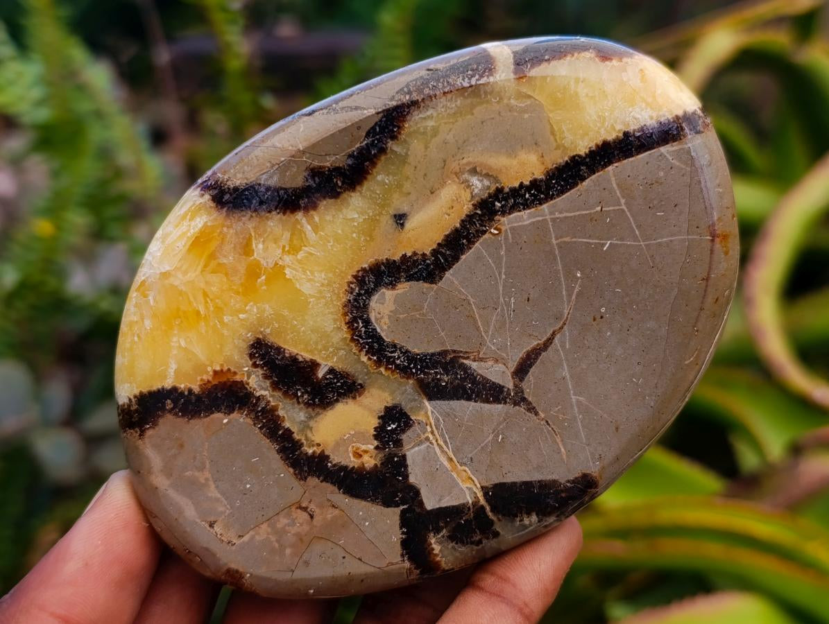 Polished Septerye Slices x 12 From Mahajanga, Madagascar - Toprock Gemstones and Minerals 