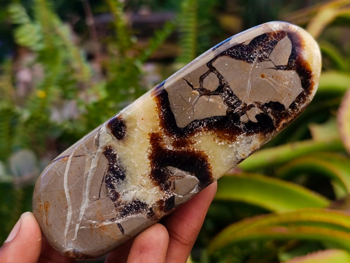 Polished Septerye Slices x 12 From Mahajanga, Madagascar - Toprock Gemstones and Minerals 