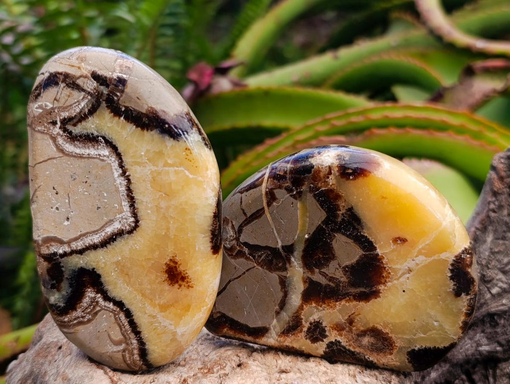 Polished Septerye Slices x 12 From Mahajanga, Madagascar - Toprock Gemstones and Minerals 