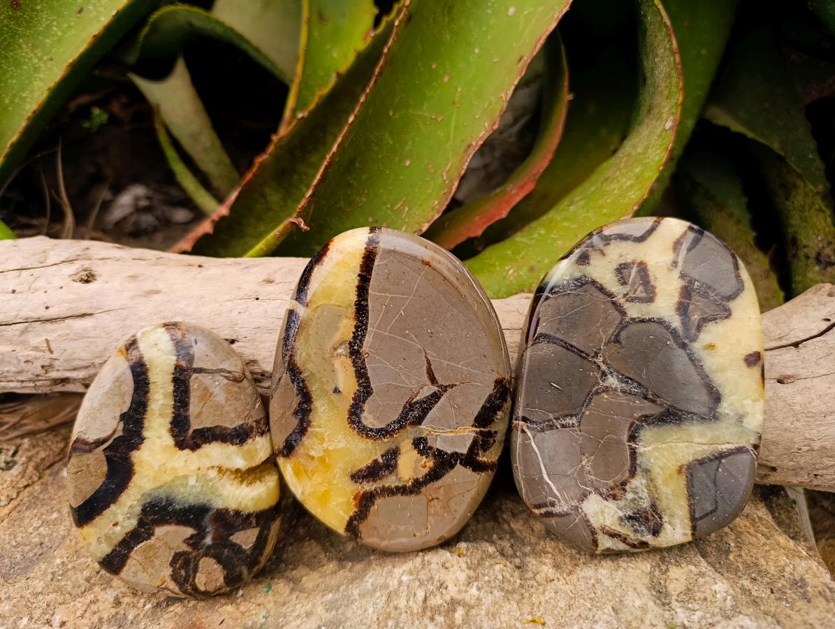 Polished Septerye Slices x 12 From Mahajanga, Madagascar - Toprock Gemstones and Minerals 