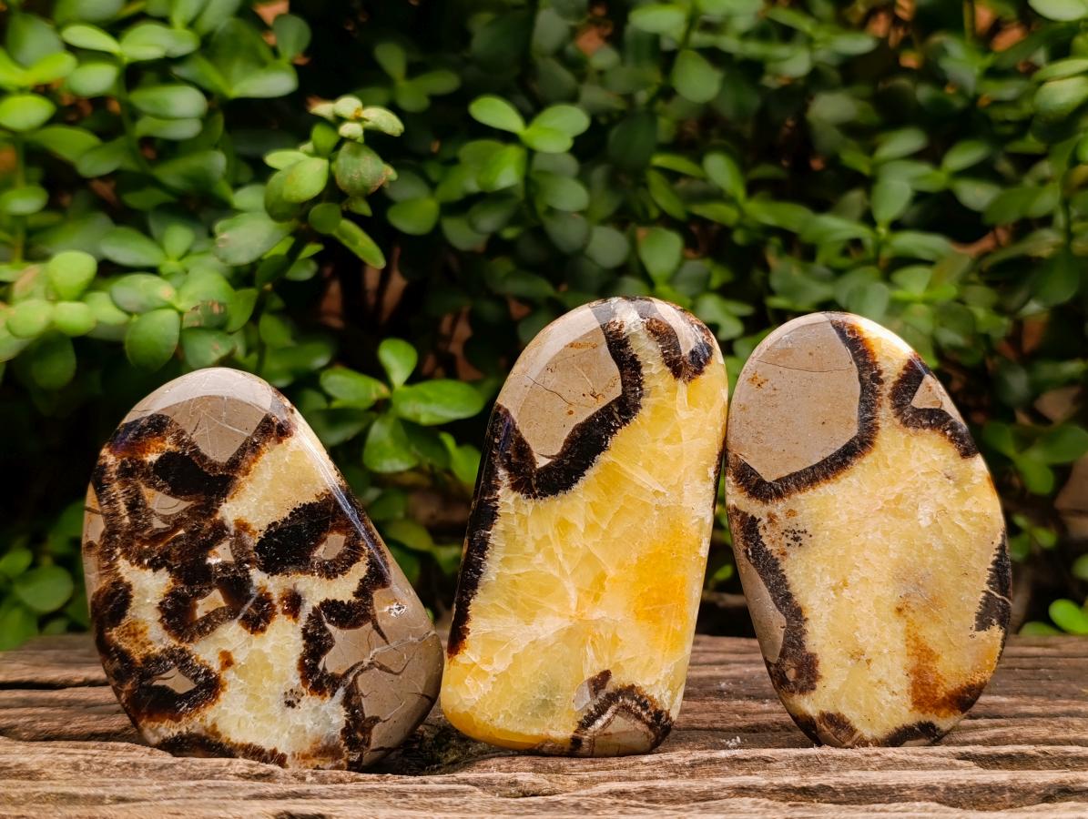 Polished Septerye Slices x 12 From Mahajanga, Madagascar - Toprock Gemstones and Minerals 