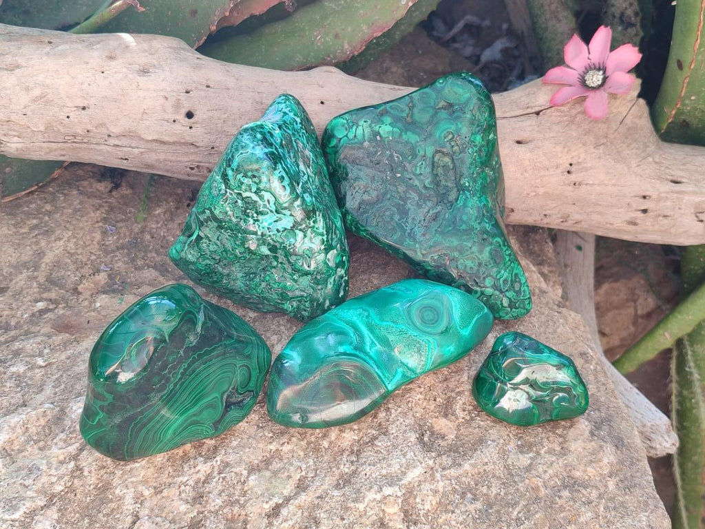 Polished Flower Banded Malachite Free Forms x 5 From Congo - Toprock Gemstones and Minerals 