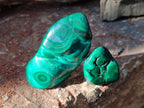 Polished Flower Banded Malachite Free Forms x 5 From Congo - Toprock Gemstones and Minerals 