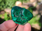Polished Flower Banded Malachite Free Forms x 5 From Congo - Toprock Gemstones and Minerals 