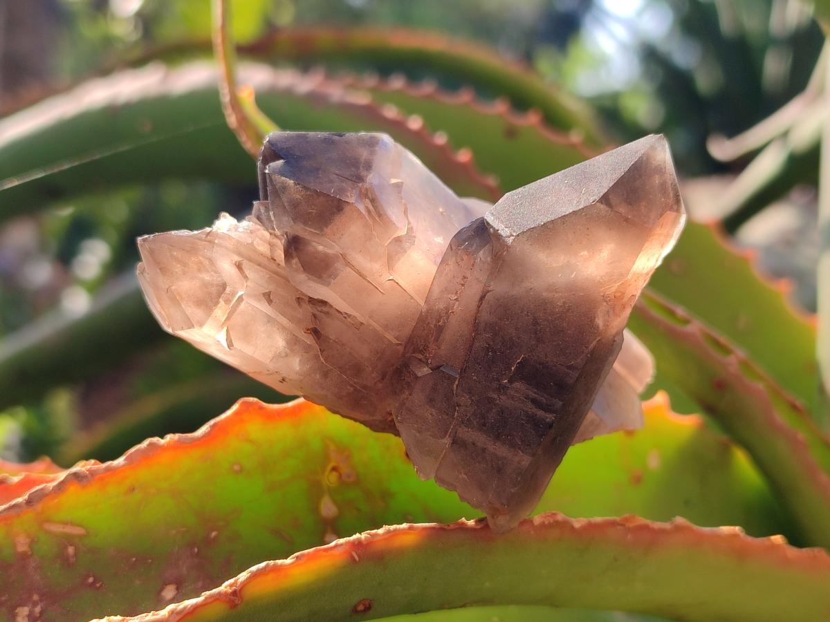 Natural Smokey Zomba Quartz Clusters  x 12 From Zomba Plateau, Malawi - Toprock Gemstones and Minerals 