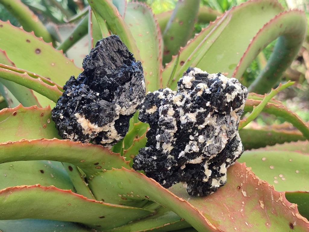 Natural Schorl Black Tourmaline with Feldspar Specimens x 6 From Erongo, Namibia - Toprock Gemstones and Minerals 